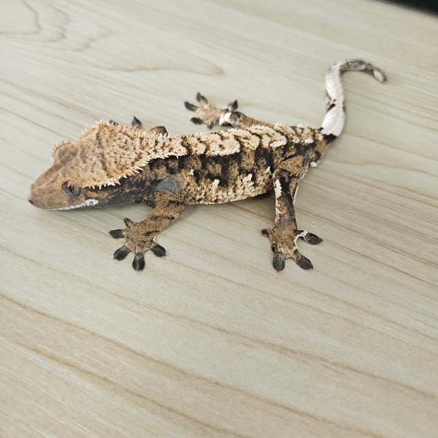 노멀 트라이 익스트림할리퀸 화이트스팟 텐저린