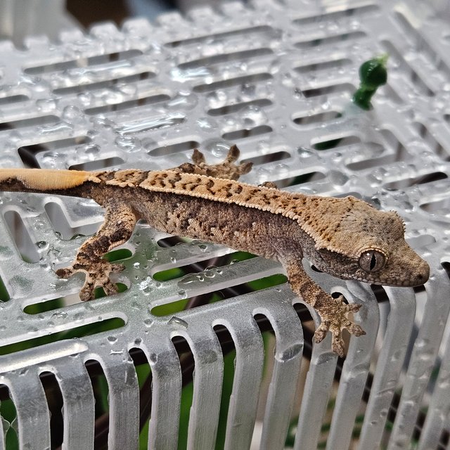 노멀 트라이 익스트림할리퀸 화이트핀