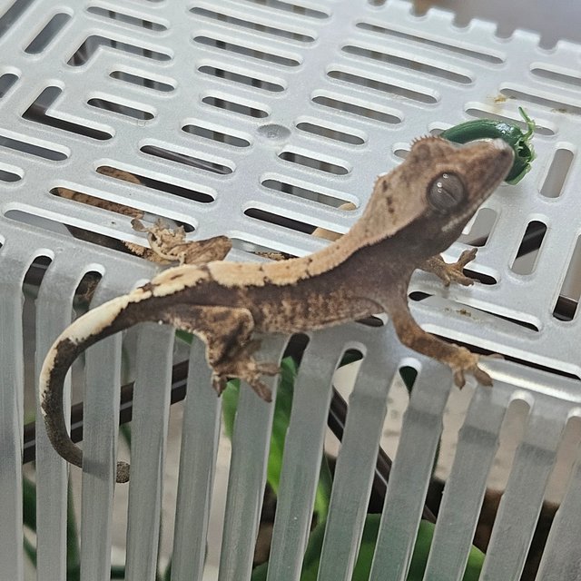 세이블 100%헷아잔틱