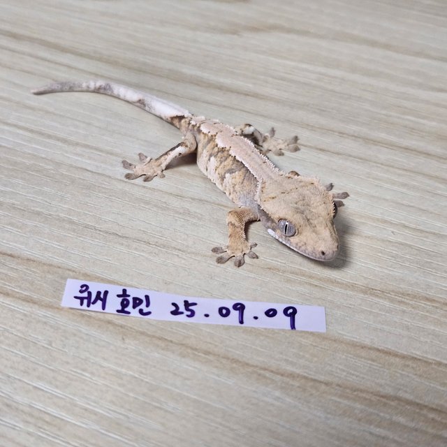 노멀 트라이 익스트림할리퀸