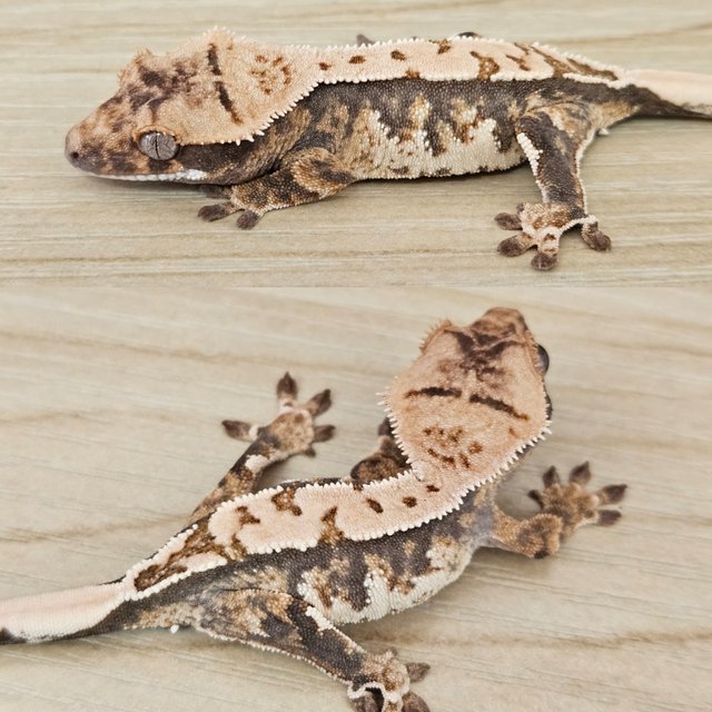 노멀 트라이 익스트림할리퀸