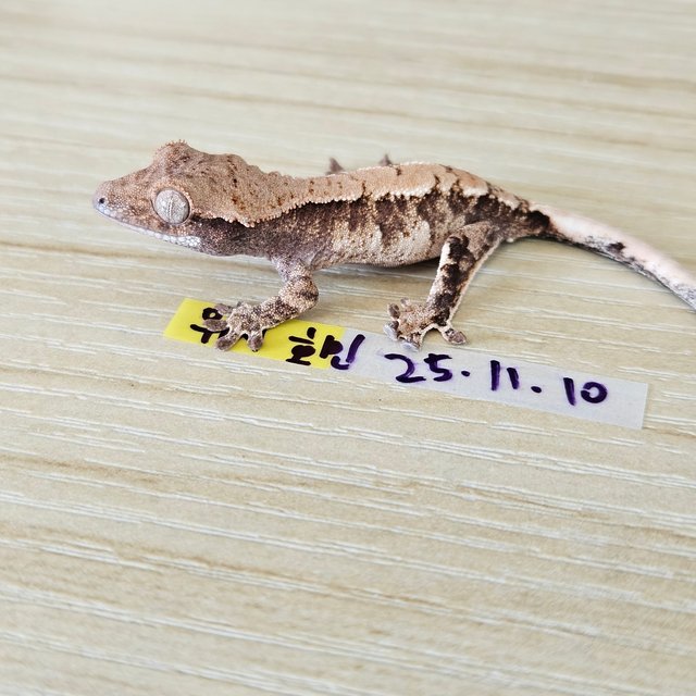 트라이 익스트림할리퀸