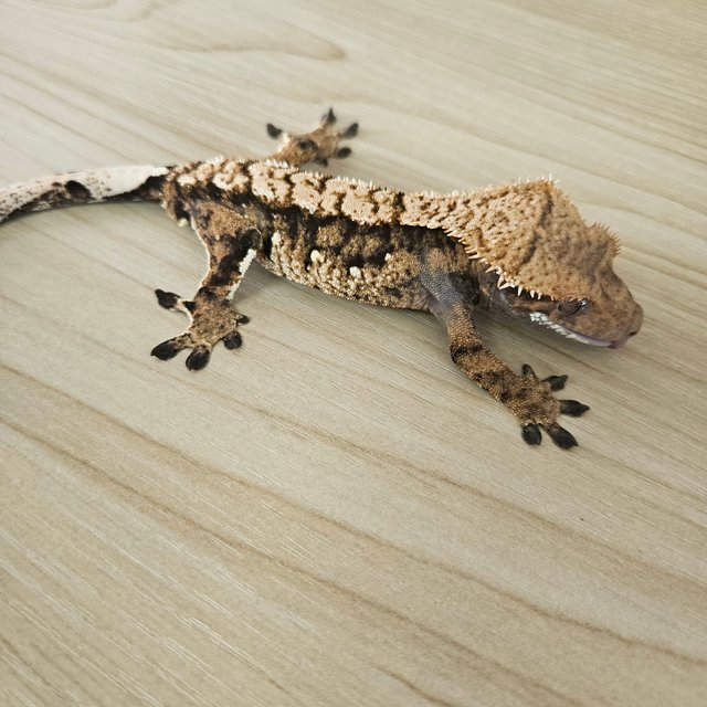 노멀 트라이 익스트림할리퀸 화이트스팟 텐저린