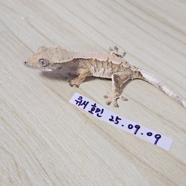 노멀 트라이 익스트림할리퀸