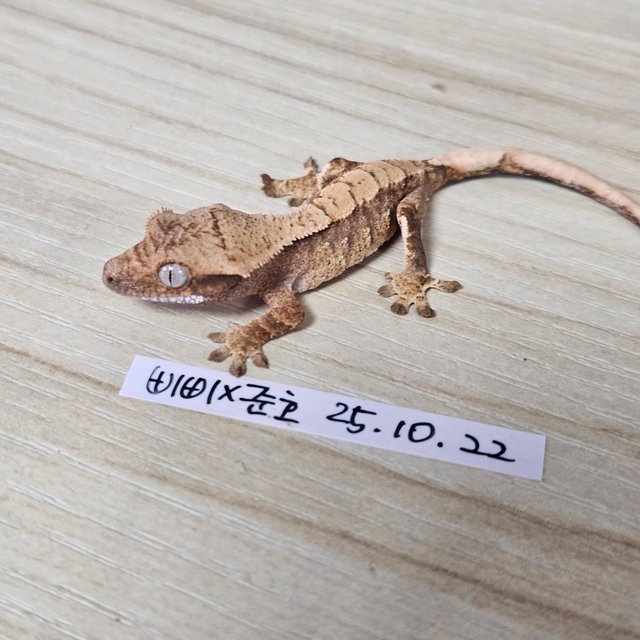 노멀 트라이 익스트림할리퀸