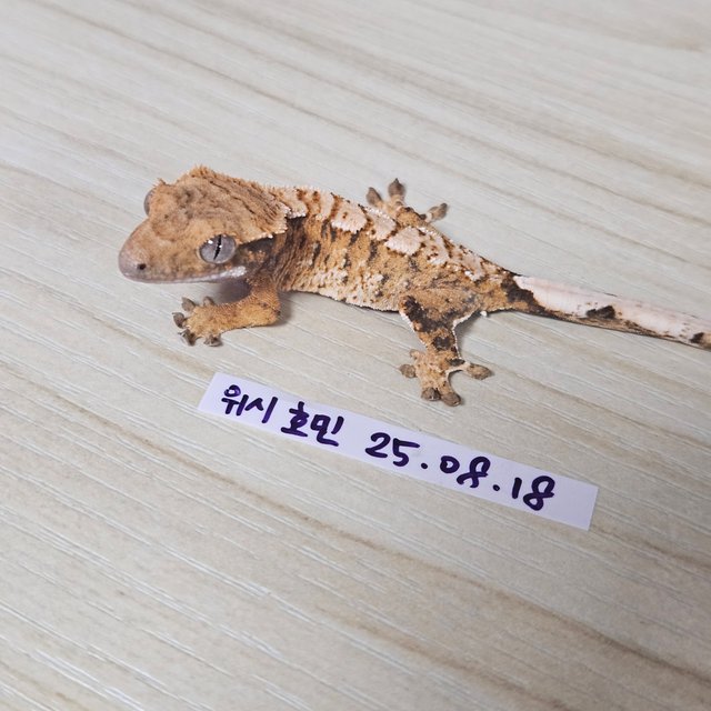 노멀 트라이 익스트림할리퀸 텐저린 타이거