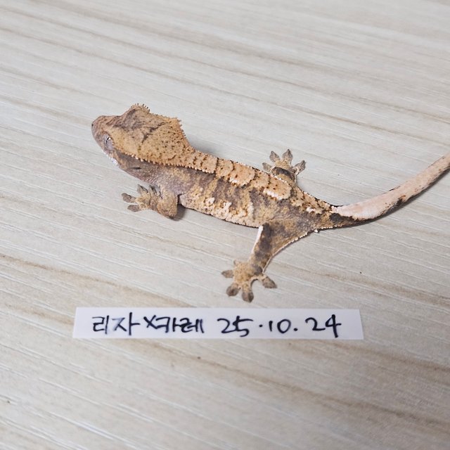 노멀 트라이 익스트림할리퀸