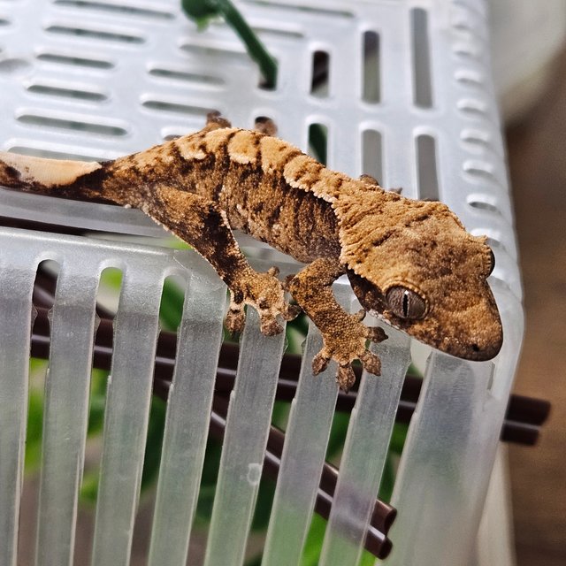 노멀 트라이 익스트림할리퀸 텐저린 타이거