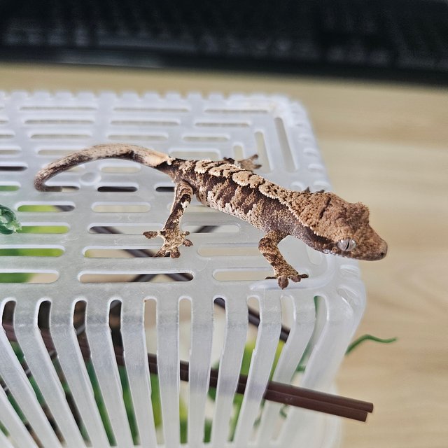 노멀 트라이 익스트림할리퀸 화이트스팟