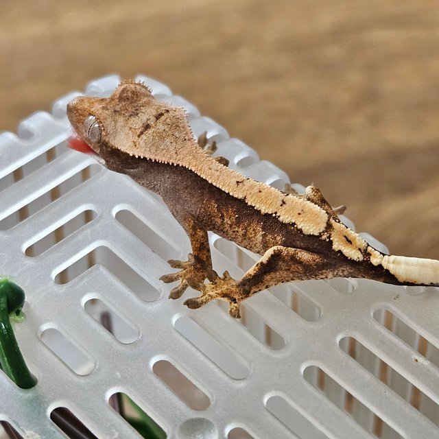 세이블 100%헷아잔틱