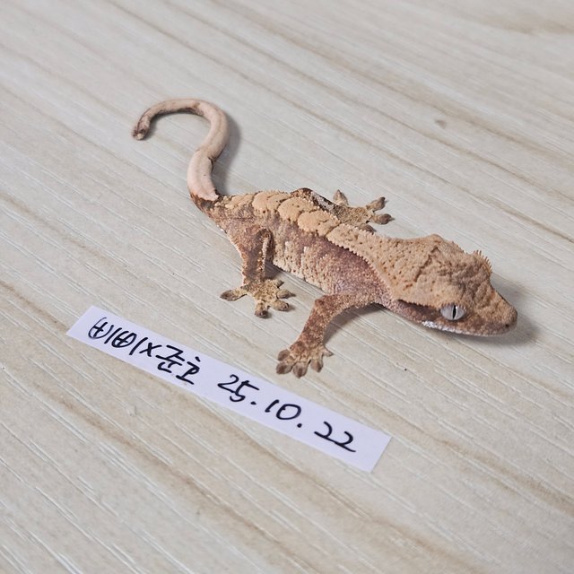 노멀 트라이 익스트림할리퀸