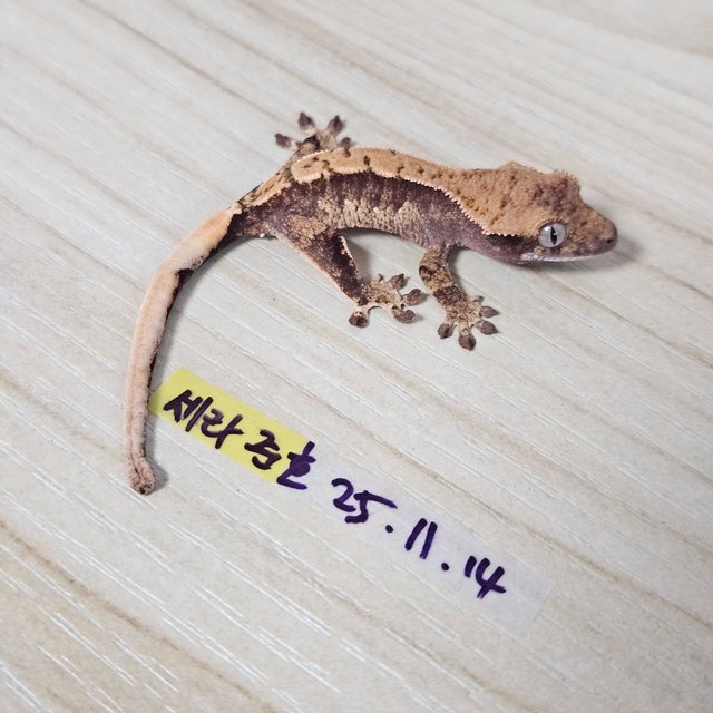 노멀 익스트림할리퀸