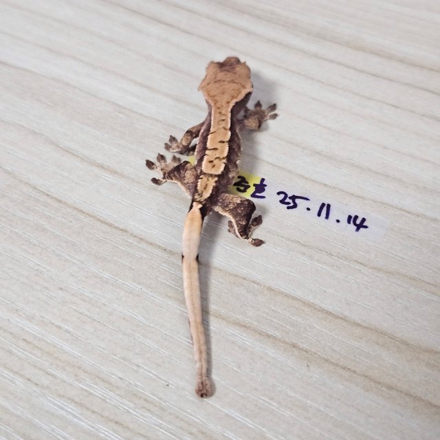 노멀 익스트림할리퀸