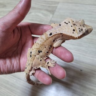 슈퍼달마시안