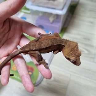 바이 레드