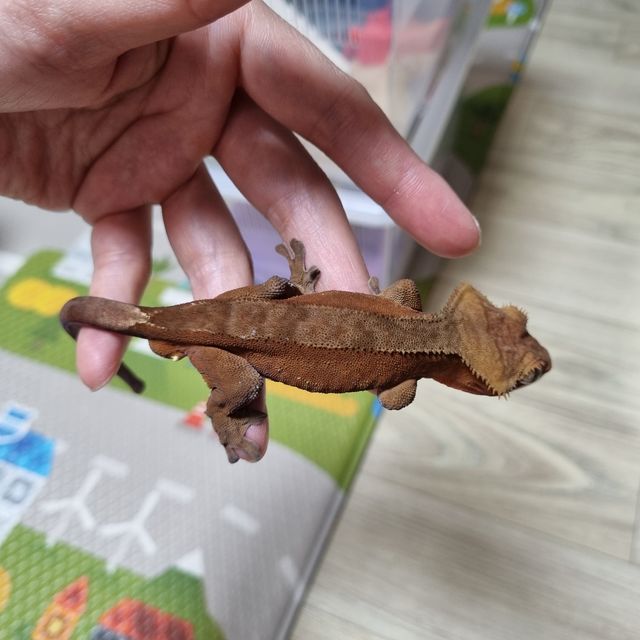 바이 레드
