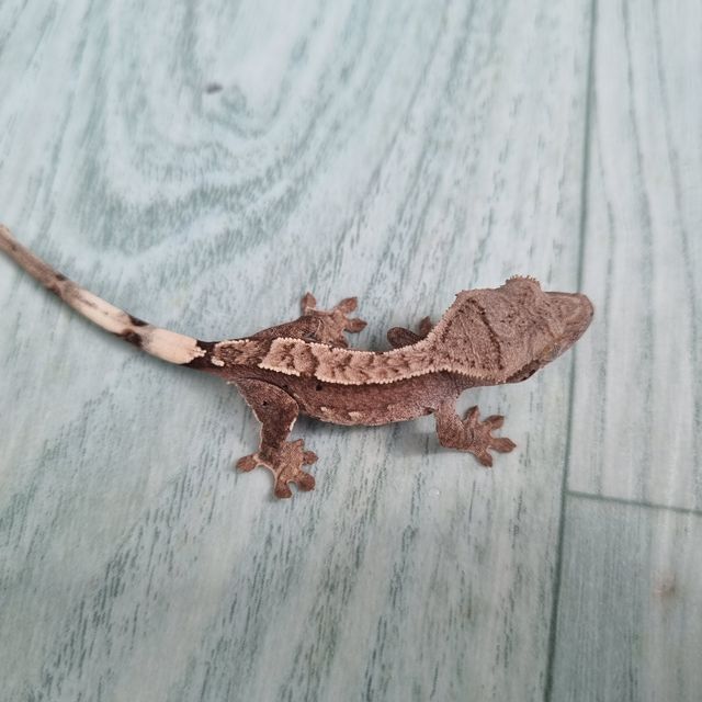 노멀