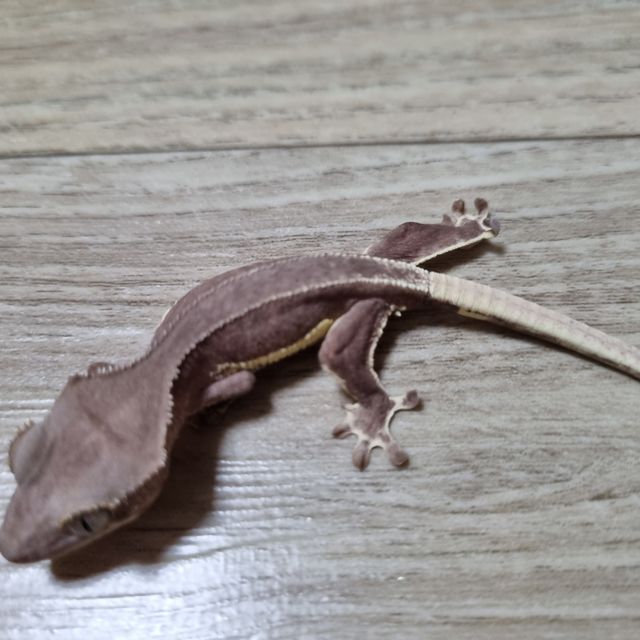 릴리화이트 팬텀 레드