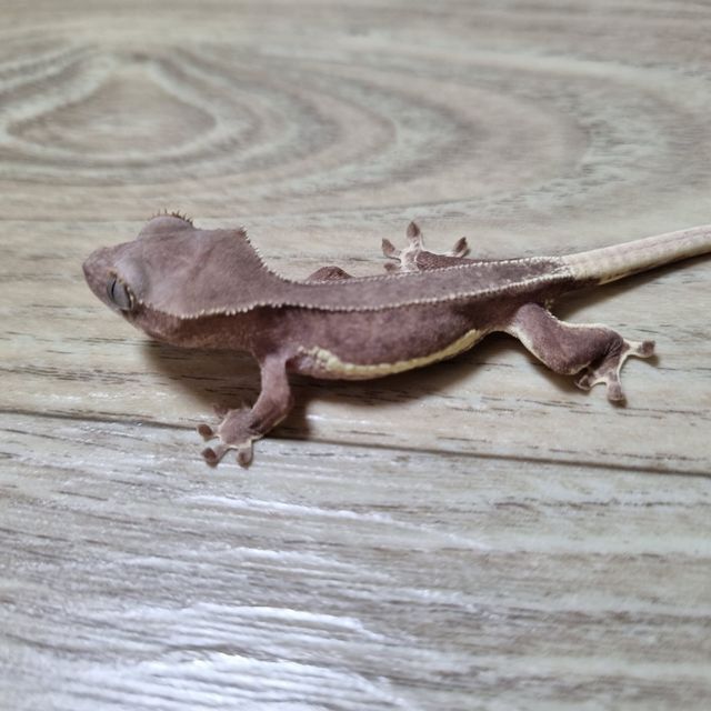 릴리화이트 팬텀 레드