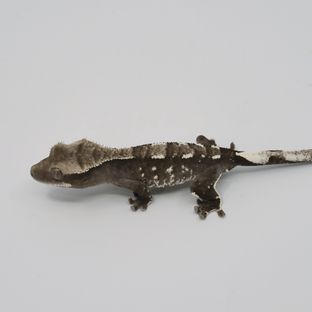 아잔틱