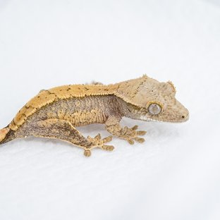 S928