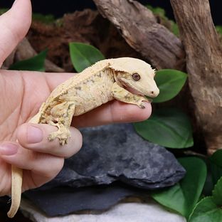 선주비원더 핑크