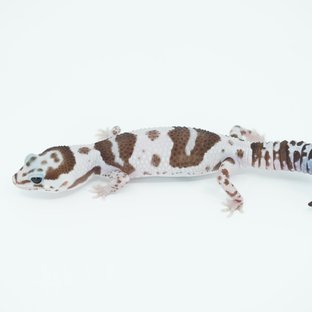 화이트아웃 오레오 헷 고스트 패턴리스