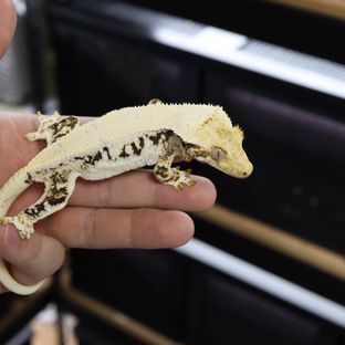 선주비원더 만시