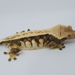 하임