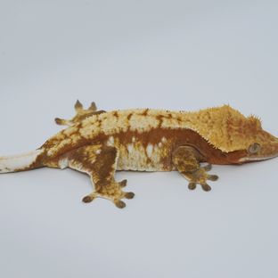 분홍