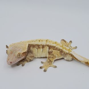 카리
