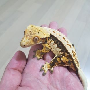 구름