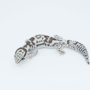 화이트아웃 오레오