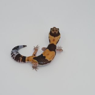 노멀 헷 아멜라니스틱 헷 패턴리스