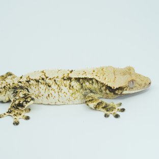 Tri Extreme Harlequin