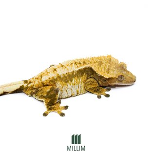 카레