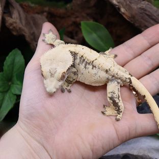 선주비원더 두유