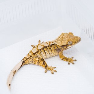 M425