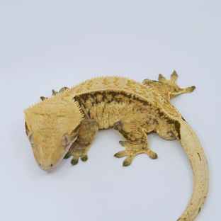 렌