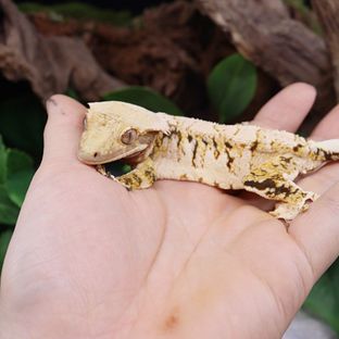 선주비원더 로티