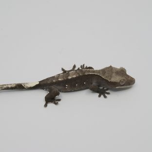 아잔틱