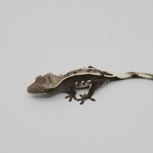 아잔틱