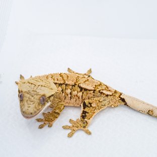 S629