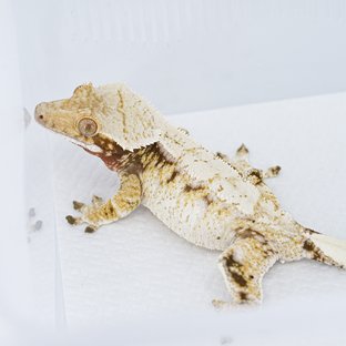 S463