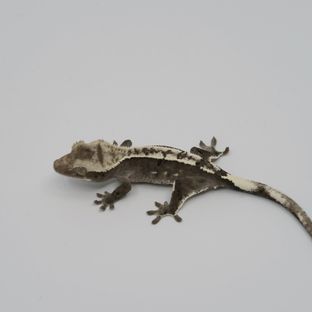 아잔틱