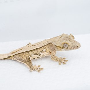 S964