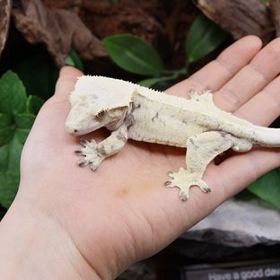 선주비원더 몽크