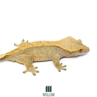 버터