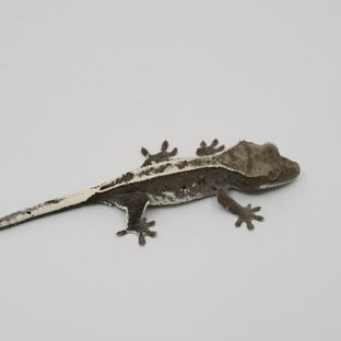 아잔틱