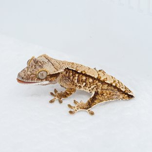 S955